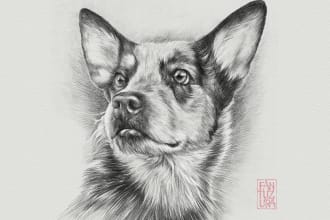 draw realistic portraits of your cat, dog or any pets by pencil