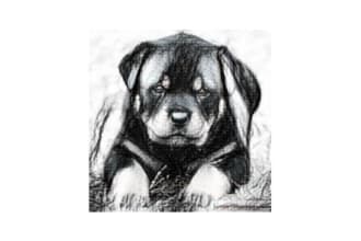 draw black and white portrait in your dog cat or pet animals