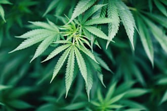 write book or ebook on cannabis hemp or marijuana cbd