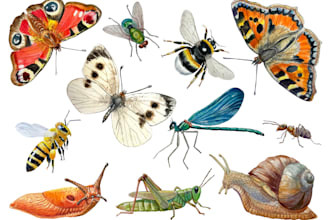 hand paint scientific watercolor animal illustrations