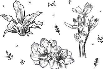 draw a botanical line art illustration