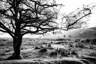 colorise black and white photo