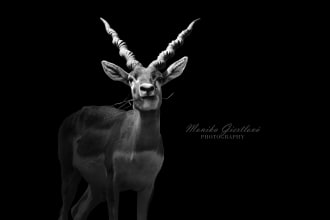 make black background for your animal or pet photography