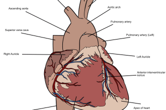 create professional medical illustrations for educational purposes