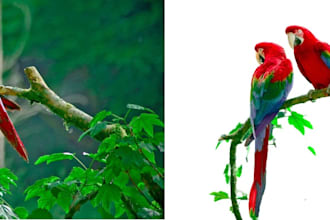 professionally remove background from image, cut out photos