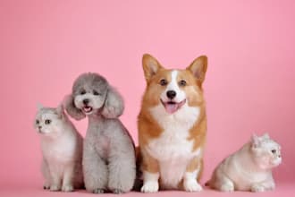 write articles for pet blog, animals care, animal base story