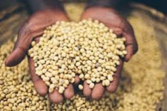 write articles related to agriculture and food security