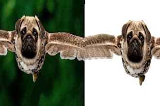 do a fancy background removal