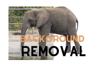 remove 25 background images with white or transparent
