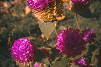 edit your photo in lightroom