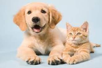 write best captivating content for your pet care business