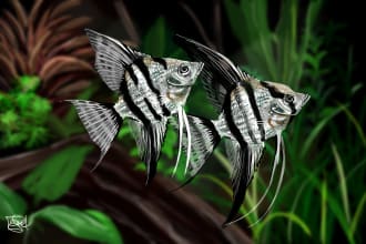 draw any kind of fish
