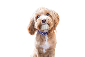 remove backgrounds for low price