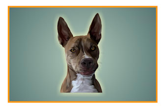 draw your pet into vector cartoon