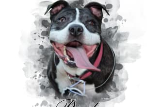 create amazing watercolor portrait of your pet