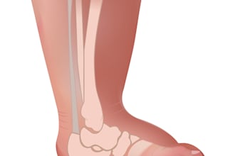 design color illustration for medical, science, anatomy diagrams