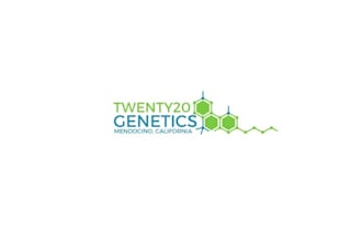 create an infamous logo for an established marijuana seed business in california