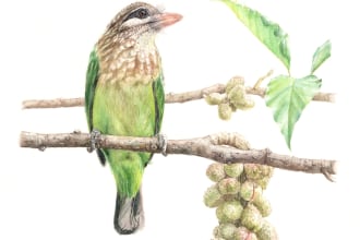 create realistic illustration of birds, butterflies, animals