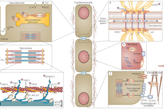 do medical illustration, redraw figures, graphical abstracts