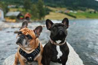 dog model or do a video with your product