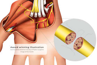 create surgical and anatomical art for medical professionals