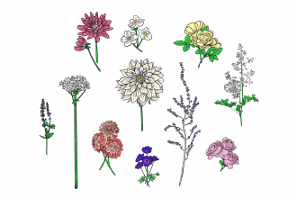 draw botanical illustrations of flowers, plants, fruits
