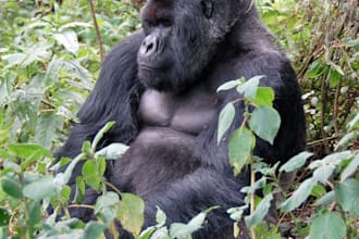help you track mountain gorillas