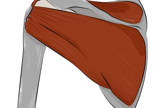 draw anatomy and musculature