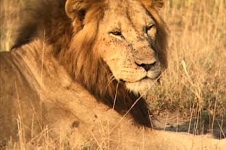 track lions with you in uganda
