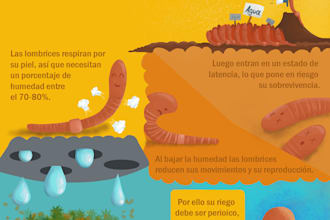 design illustrated infographics in english and spanish
