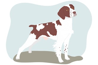 draw hand drawn pet illustration