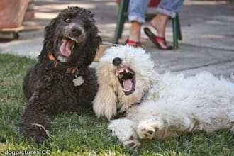 teach your dog basic obedience