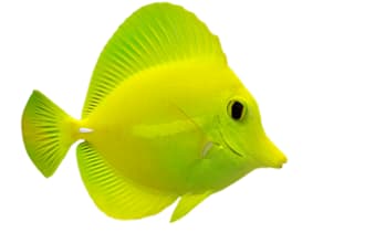 change image background of anything