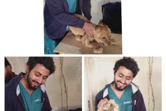 research wildlife articles and wild animals as a vet