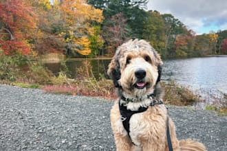 be your dog model for photos and videos ugc tiktok ig amazon