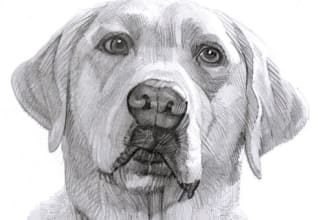 draw your lovely pet in pencil drawing