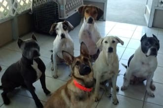 train you to train your dog