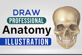 draw professional anatomy illustrations