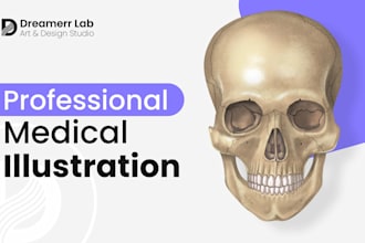 draw professional anatomy illustrations