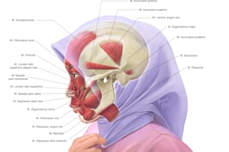 create accurate and organic medical illustration no ai