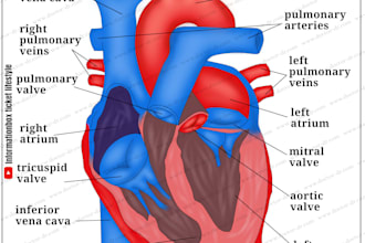 do great biology diagrams