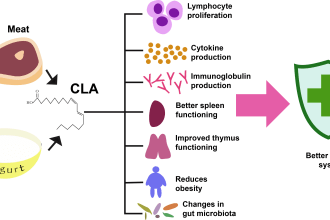 make scientific medical illustrations, diagrams, and figures