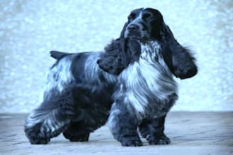 paint a beautiful portrait of your pet