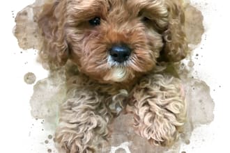 draw your pet or people portrait in watercolor