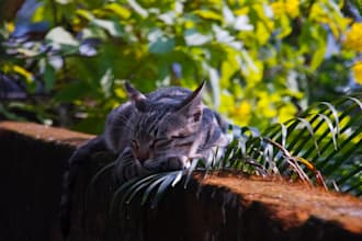 provide wildlife and immersive nature photography of india