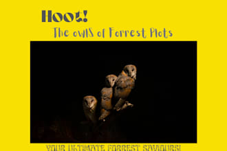 make forest plots for you