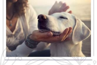 send distant reiki healing to your pet