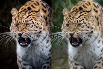 edit your nature and animal photos in photoshop