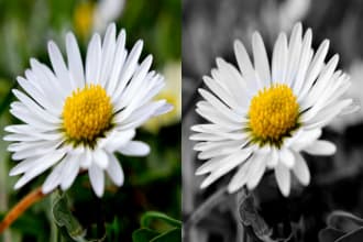 color splash your image