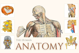 draw human anatomy, medical illustrations and diagrams
